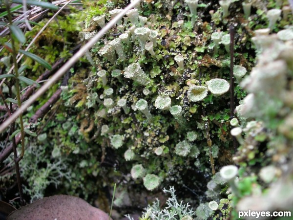Wood lichen